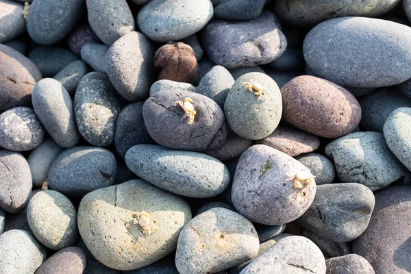 Immagine Ciottoli Con Granchi Minuscoli Ciottoli Dalla Spiaggia Peruviana Nell — Foto Stock