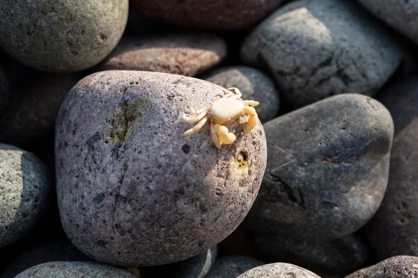 Immagine Ciottoli Con Granchi Minuscoli Ciottoli Dalla Spiaggia Peruviana Nell — Foto Stock