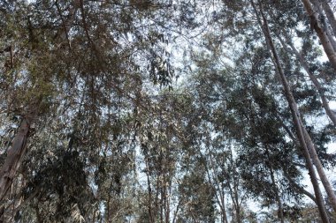 Peru 'daki okaliptüs ormanının resmi. Ağaç grupları ve ayrıntıları.