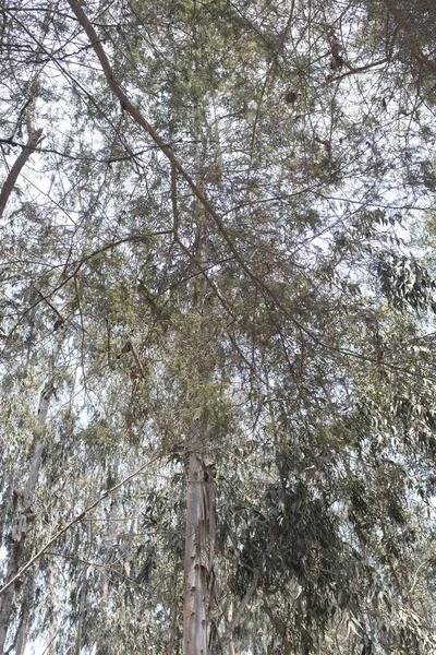 Foto Hutan Eucalyptus Peru Kumpulan Dan Rincian Pohon — Stok Foto