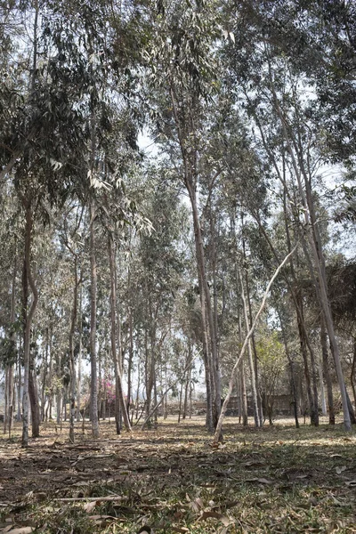 Image of Eucalyptus forest in Peru. Group and details of trees.