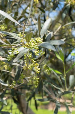 Görüntü: Lima Peru 'daki 