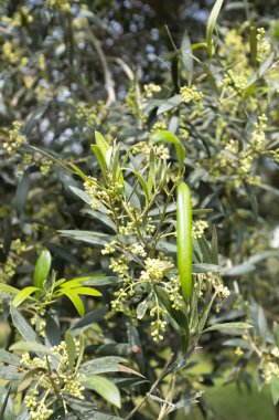 Görüntü: Lima Peru 'daki 