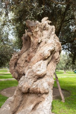 Görüntü: Lima Peru 'daki 