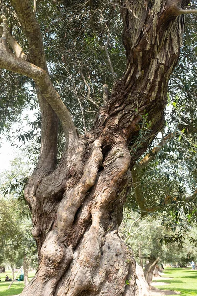 Görüntü Lima Peru Daki Parque Olivar Zeytin Parkı San Isidro — Stok fotoğraf