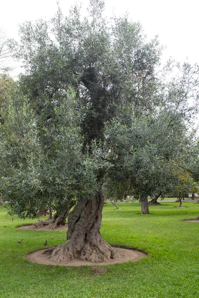 Изображение Оливкового Парка Parque Olivar Лима Перу Сан Исидро Лес — стоковое фото