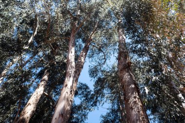 Peru 'daki okaliptüs ormanının resmi. Ağaç grupları ve ayrıntıları.