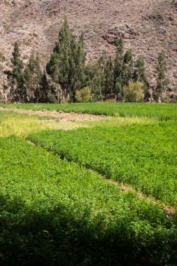Peru And Dağları 'ndaki Alfalfa Alanı' nın kırsal görüntüsü. Organik üretim.