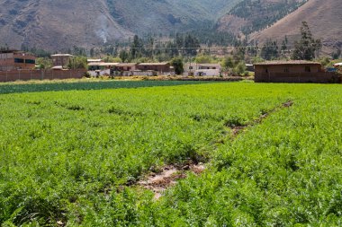 Kutsal Vadi 'deki Peru And Dağları' ndaki bir havuç tarlası. Güneşli bir günde organik alan.