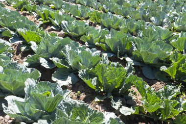 Kutsal Vadi 'deki Peru And Dağları' ndaki bir lahana tarlasının resmi. Güneşli bir günde organik alan.