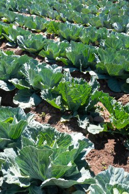 Kutsal Vadi 'deki Peru And Dağları' ndaki bir lahana tarlasının resmi. Güneşli bir günde organik alan.