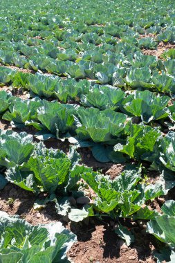 Kutsal Vadi 'deki Peru And Dağları' ndaki bir lahana tarlasının resmi. Güneşli bir günde organik alan.