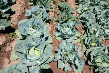 Kutsal Vadi 'deki Peru And Dağları' ndaki bir lahana tarlasının resmi. Güneşli bir günde organik alan.