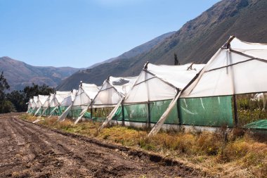 Urubamba Cusco Peru 'daki seranın resmi. Çiçekli ve sebzeli sera.