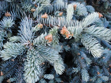 Yeşil ladin dalları kapanıyor