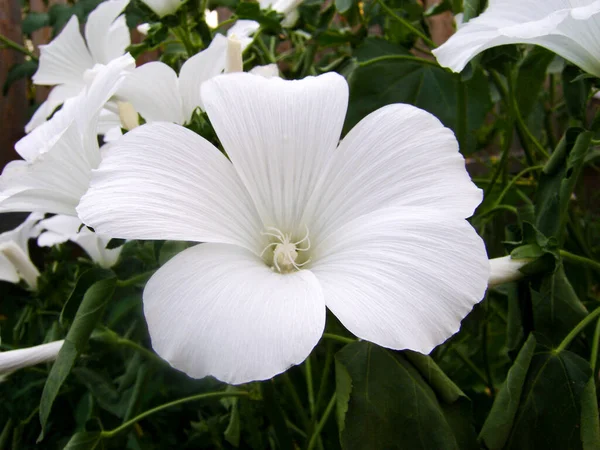 Bela Flor Fundo Das Plantas — Fotografia de Stock