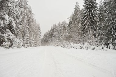 Ormandaki ağaçlar karların altında