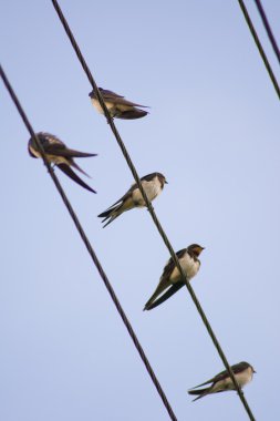 Kırlangıçlar tel üzerinde