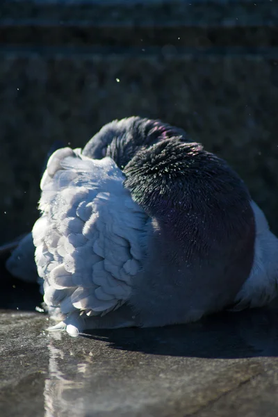 Pigeon in the fountain to clean — Stock Photo, Image