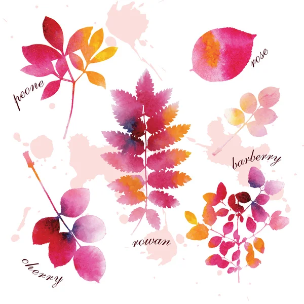 Satz schöner Aquarelle Herbstblätter. — Stockvektor