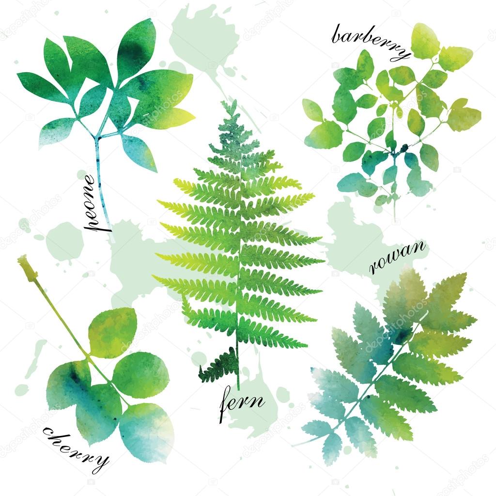 Set of beautiful watercolor green leaves on white background.