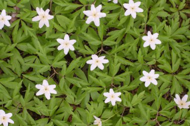 Nazik ve kırılgan ilk bahar çiçekleri Alpler 'in güneş ışığı çayırlarında açan beyaz kar damlaları. Sığ alan derinliğine sahip stok fotoğrafı.