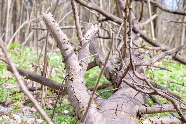 Caído árvore velha em uma reserva natural sueca por Vickleby — Fotografia de Stock