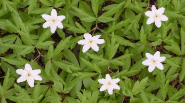Nazik ve kırılgan ilk bahar çiçekleri Alpler 'in güneş ışığı çayırlarında açan beyaz kar damlaları. Sığ alan derinliğine sahip stok fotoğrafı.