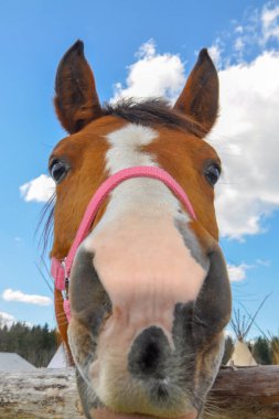 Mavi arka planda gülümseyen komik at kafası. Gülümseyen at yakın plan