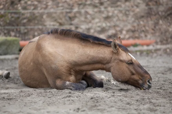 Horse with colic lay down and sleep outside — Stock Photo, Image