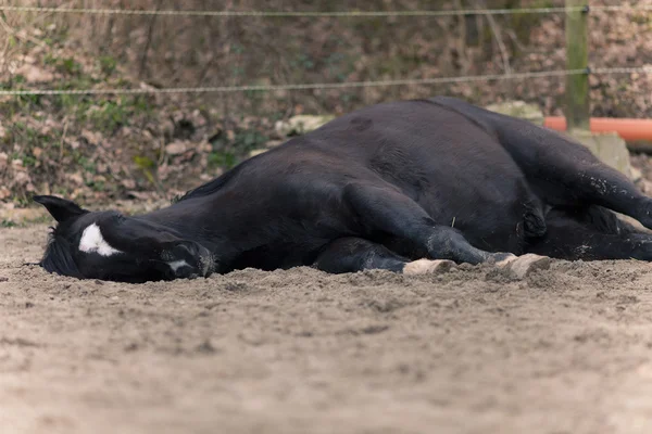 Horse lay on side to sleep outside — Stock Photo, Image