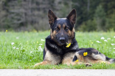 Tatlı köpek çiçek özür dilemek ile