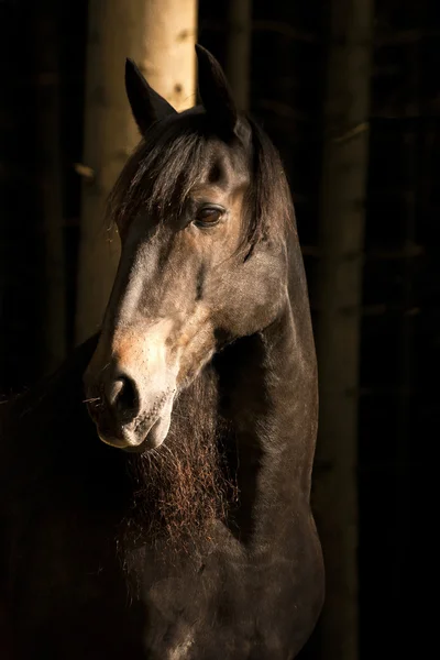 Koń w ciemny Las — Zdjęcie stockowe