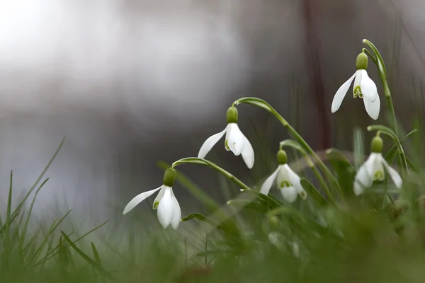 Snowdrop blomma på nära håll — Stockfoto