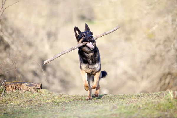 Cane giocare con ramo e treno per recuperare — Foto Stock