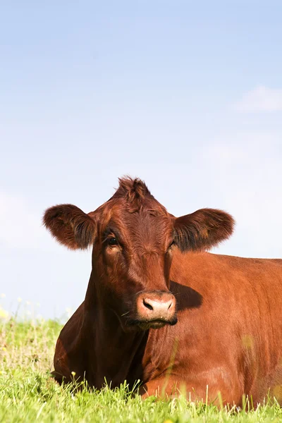 Vache sur prairie à l'extérieur — Photo