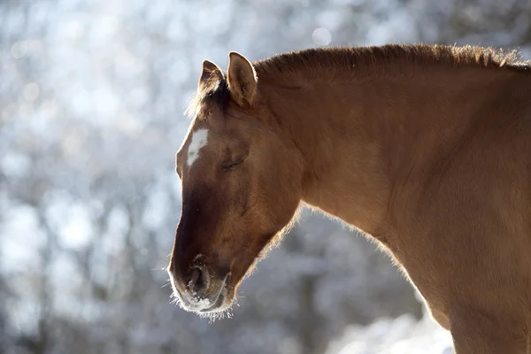 Criollo caballo en invierno fuera — Foto de Stock