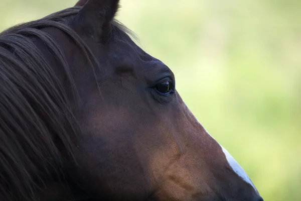 Caballos cara de cerca en el ojo — Foto de Stock