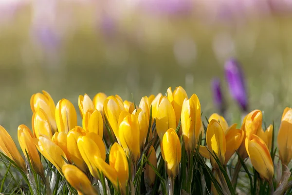 Krokussen in het voorjaar met zachte mooie achtergrond — Stockfoto