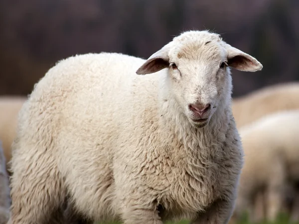 Sheep face, lamb look in camera — Stock Photo, Image