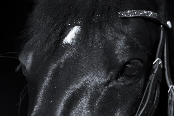 Czarny koń z bliska z pięknym rhinestone browband — Zdjęcie stockowe