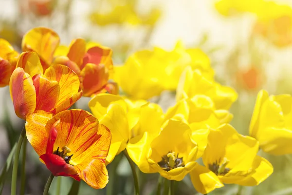 园中的郁金香花，色彩艳丽，呈黄色和红色 — 图库照片