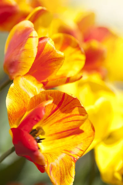 Tulipa flores no jardim com cores brilhantes em amarelo e vermelho — Fotografia de Stock