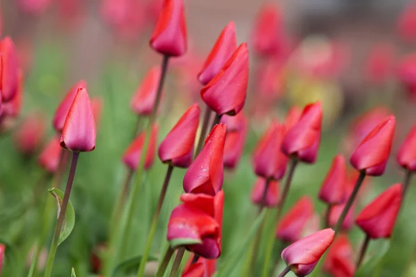 Tulipa flores no jardim com cores brilhantes em vermelho — Fotografia de Stock