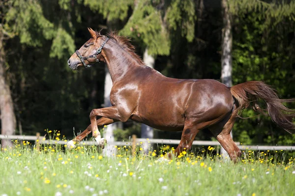 Pferd galoppiert frei auf Wiese — Stockfoto