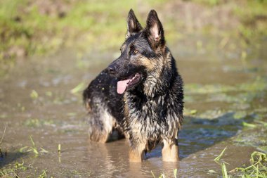 Suda köpek yüzmek