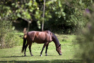 at oynamak ve togehther padok çalıştırmak