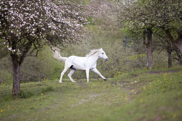 Biały koń galop wolna na łące wiosną — Zdjęcie stockowe