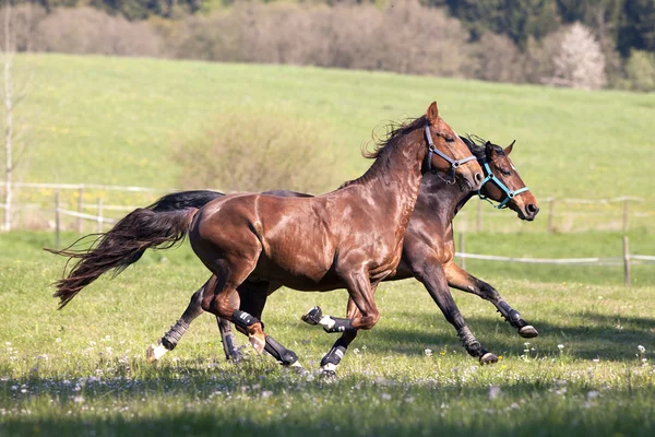 Galope de cavalo livre lá fora no prado — Fotografia de Stock
