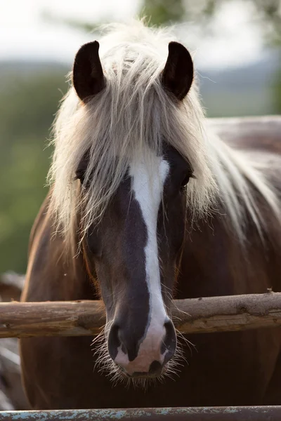 Bahía Tiro Caballo Retrato Fuera Detrás Valla — Foto de Stock